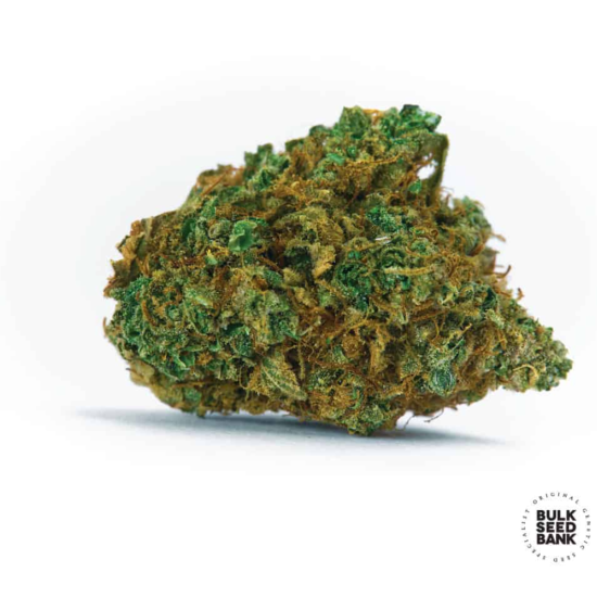 Auto WILD DWARF